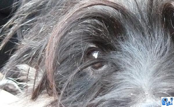 my dogs eye - croppped